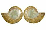 Cut & Polished Ammonite Fossil - Madagascar #364782-1